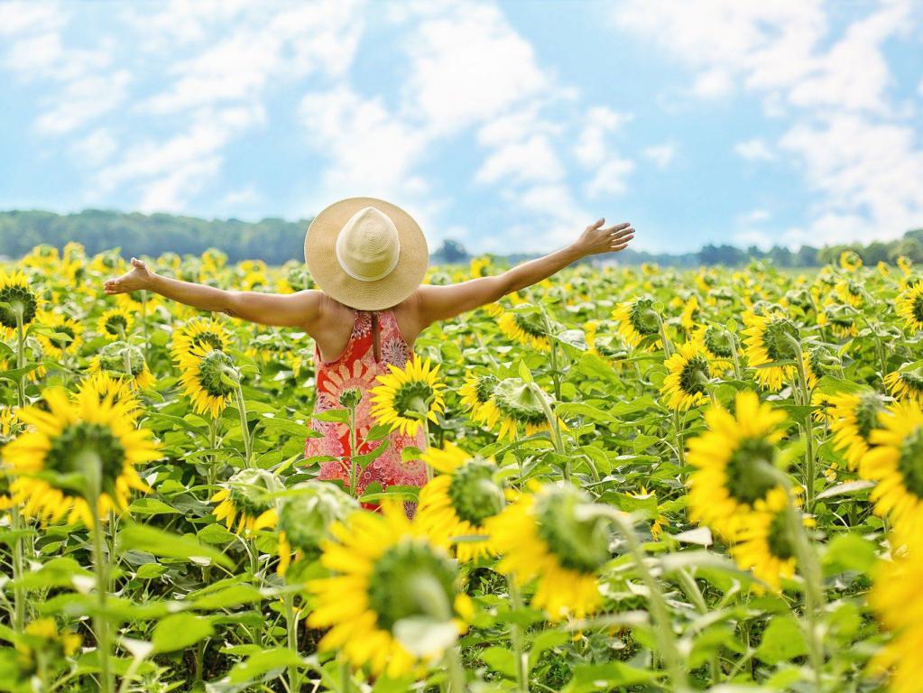 Frau im Sonnenblumenfeld